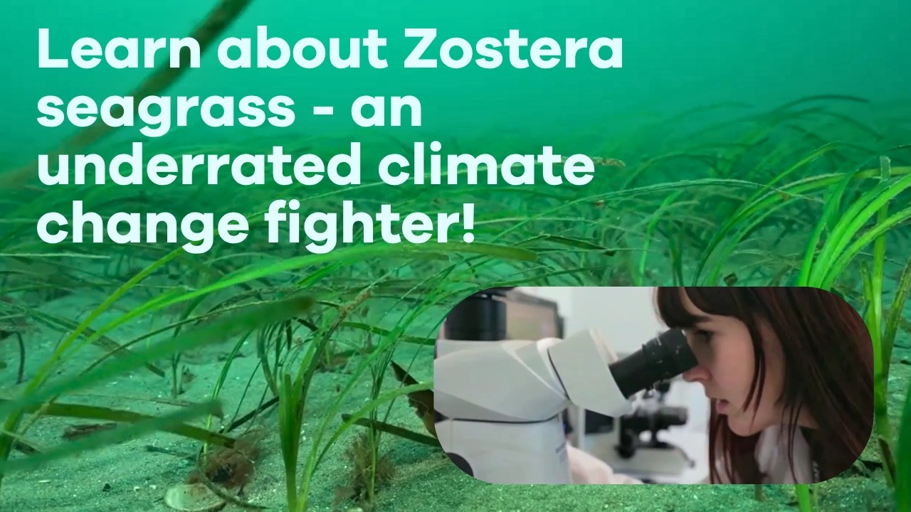Zostera Seagrass – Dr Richard Unsworth, Project Seagrass – Blue Carbon Conference