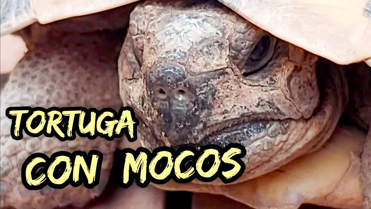 mi tortuga tiene mocos que hago