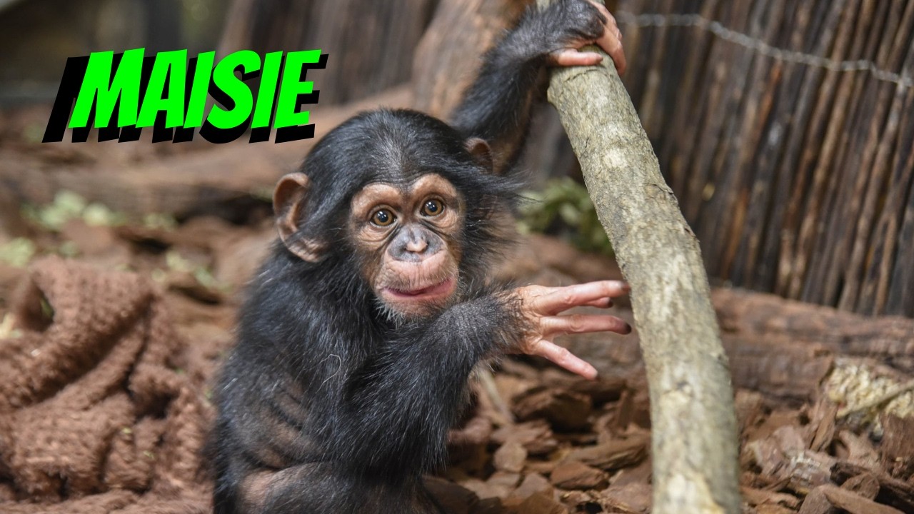 Maisie's Adorable Beginnings: A Heartwarming Look Back