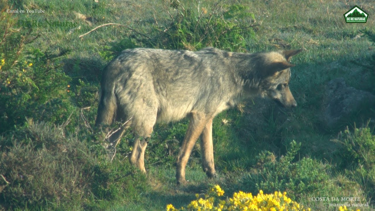 COSTA DA MORTE. EL LOBO: LA PRIMAVERA DEL LOBO