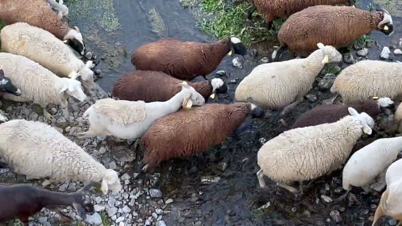 CHAMARITA, REINA DE LA SIERRA DE ALCARAMA..