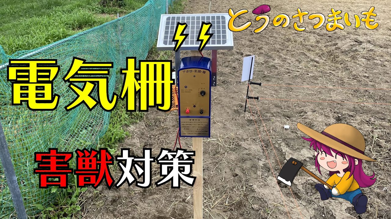 さつまいもの害獣対策で電気柵を設置しました