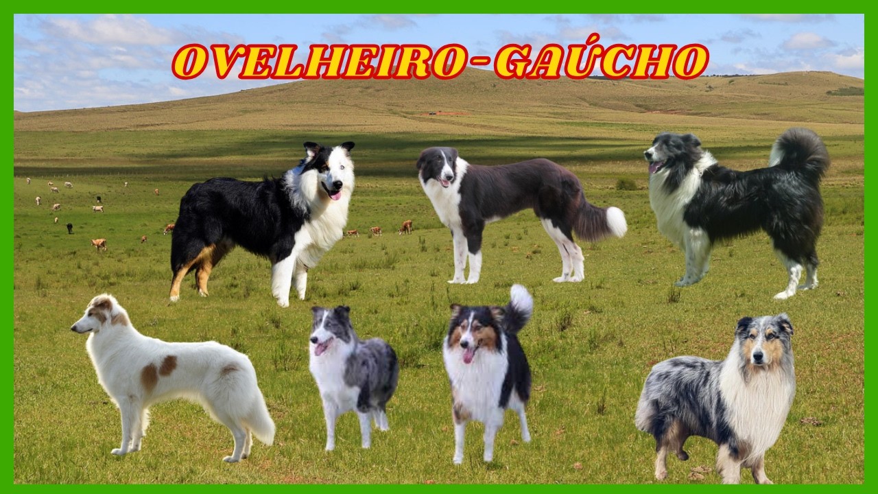 Raças de Cães Ovelheiro Gaúcho!