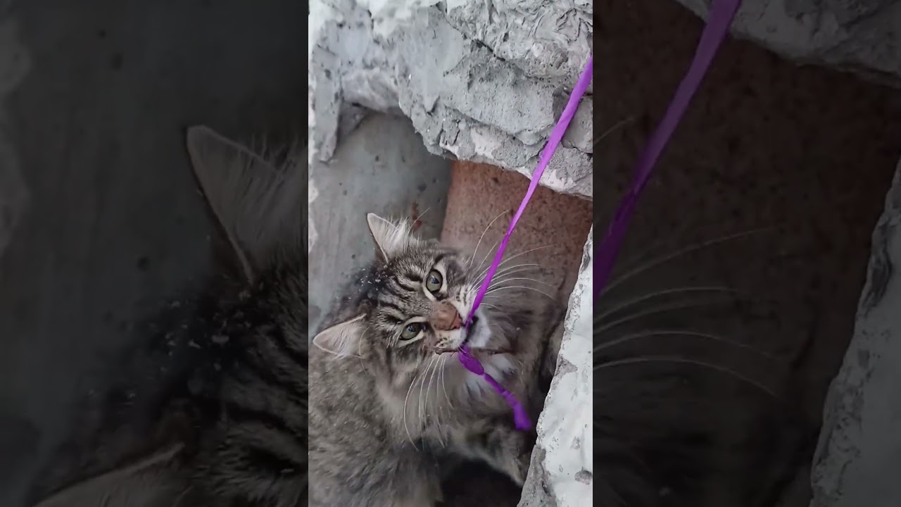 StrayCaT routines😺Playing after Full Tank🍗😽 