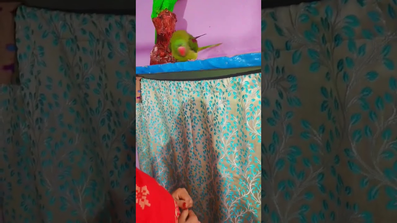 #youtubeshorts #firstparrot #babyanimal #viralvideo #funny #parrrot #babybird #birds #parrot #parrt
