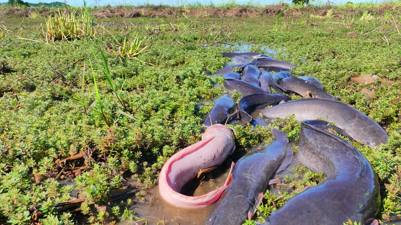 Massive Catfish Gathering in Shallow Water! Giant Catfish Migration Caught on Camera!