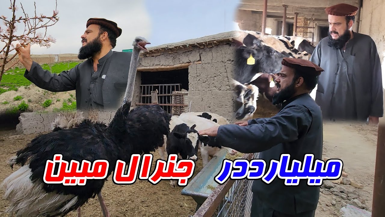 گزارش ویژه ستر جنرال مبین خان ایجاد بزرگترین فارم گاوداری در ولایت لوگر افغانستان