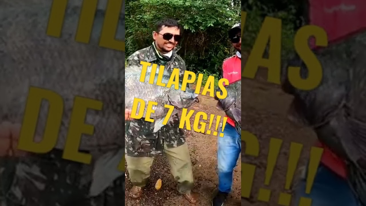 TILAPIAS DE 7KG!!! VIDEO  NO CANAL!! 