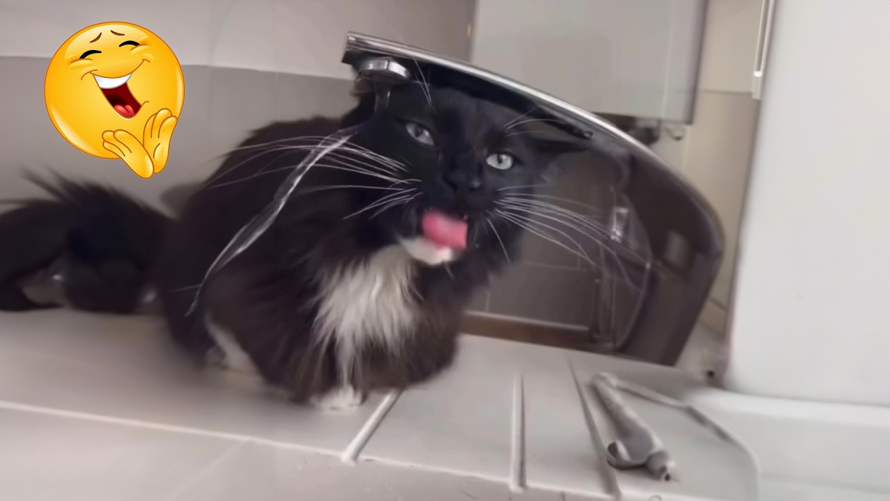 Try Not to Laugh 😹 | Best Funny animal Compilation 2026
