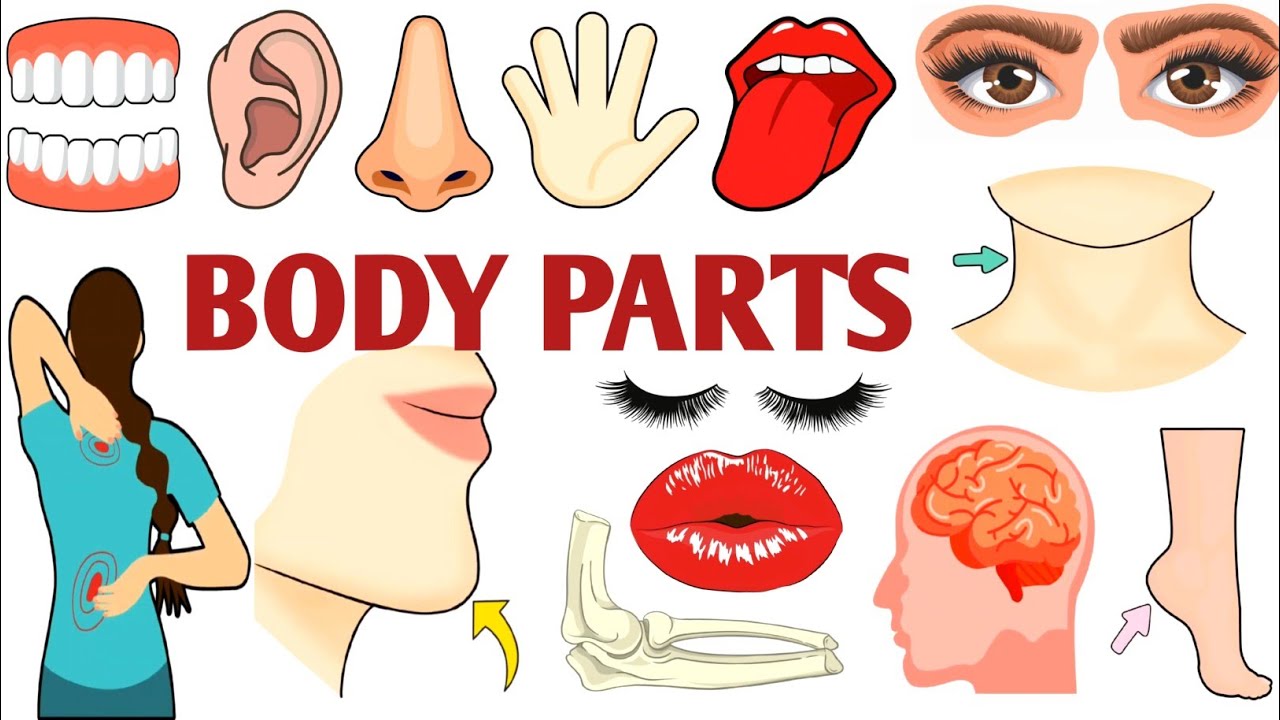Parts of the Body | Parts of the Body for LKG Kids | Learn Body Parts & Sense Organs | #partsofbody 
