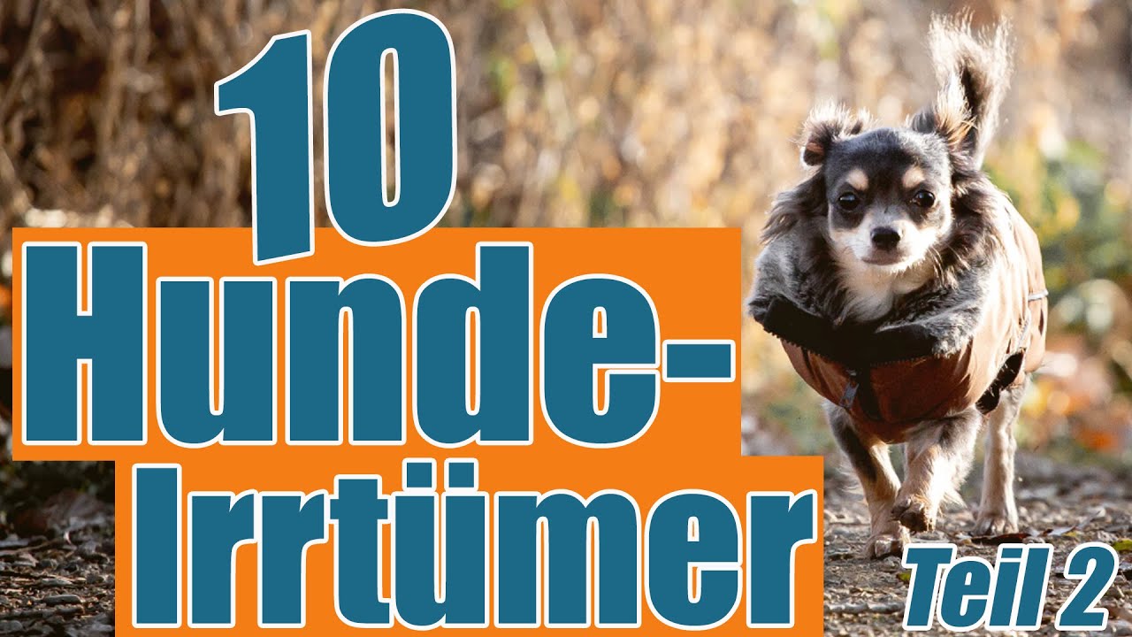 10 Hunde Irrtümer Teil 2 - Freiheit ist nicht gleich Freilauf!