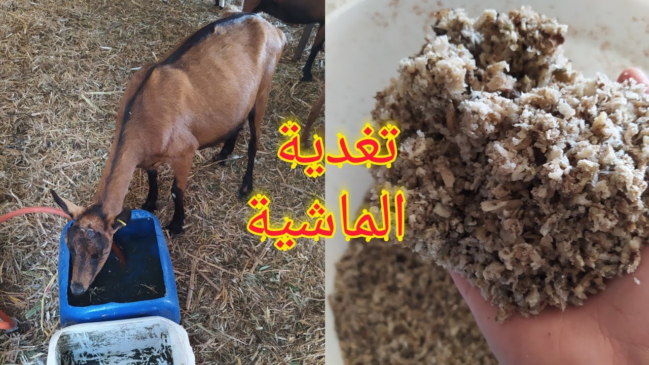 مشروع الأغنام والماعز التغدية الصباحية العلف والتبن المطحون نتيجة رائعة