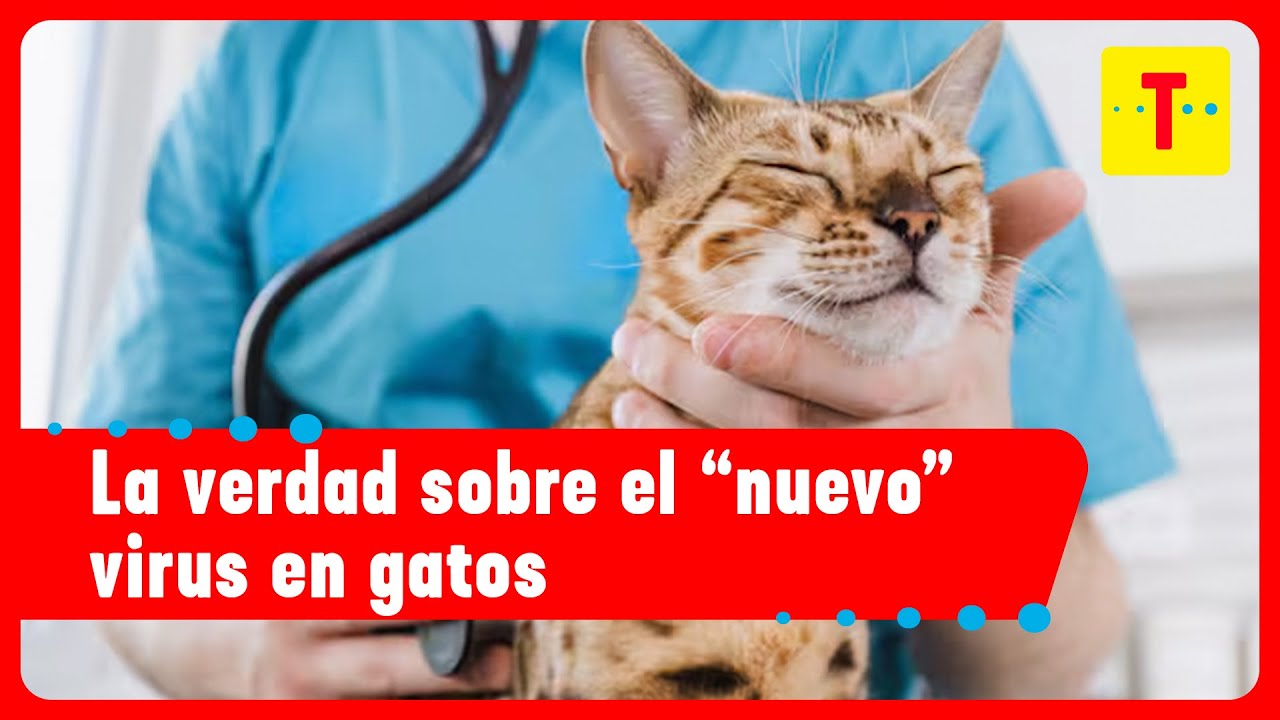 Gatos en riesgo por virus letal ¿cómo identificarlo a tiempo? | Cómo Amaneció