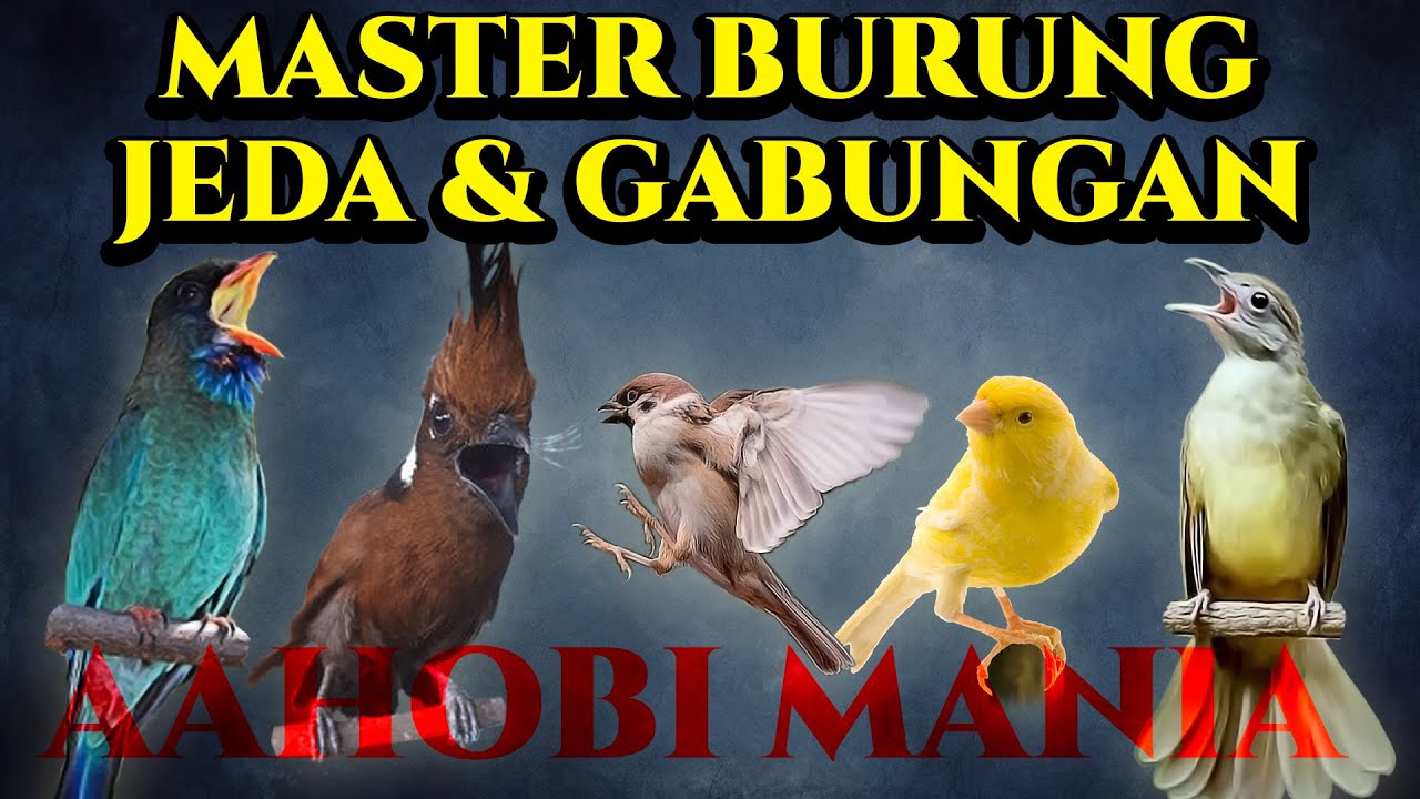 MASTER BURUNG JEDA DAN GABUNGAN | Tengkek Buto, Cililin, Gereja Tarung, Kenari, Kapas Tembak