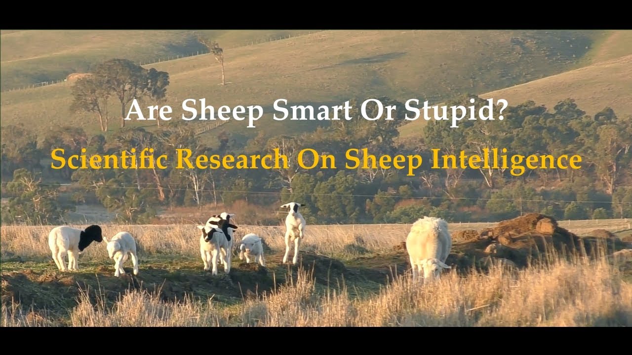 Sheep Are Clever