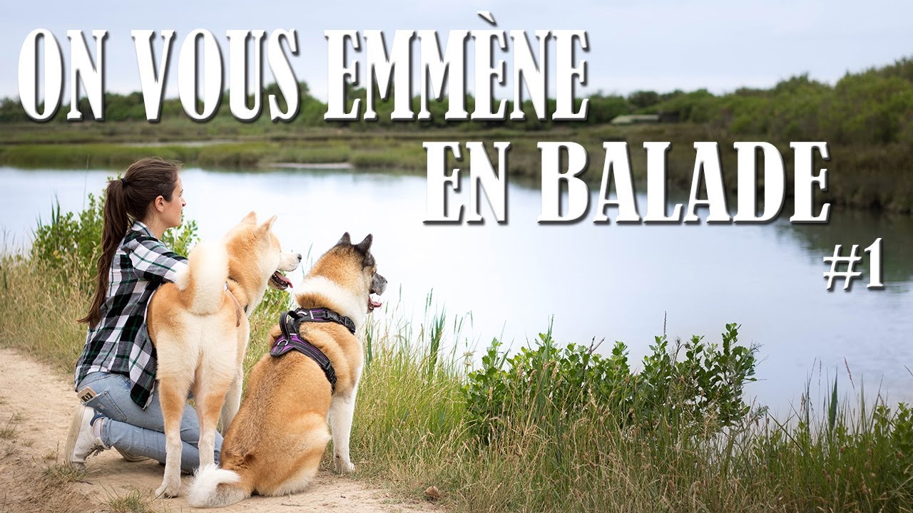 AKITA EN BALADE #1