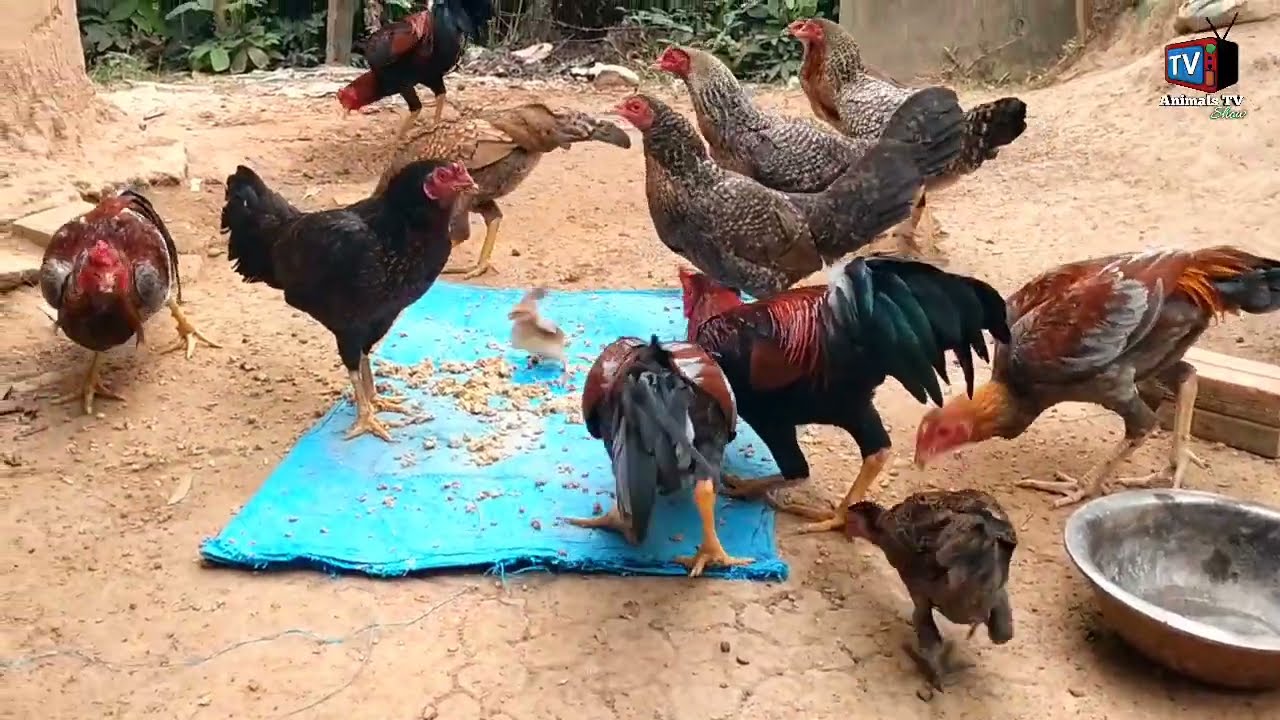 Feeding chickens in small farm at my house so happy ☺️😁#animalsshow #animalstvshow #chickenfarming 