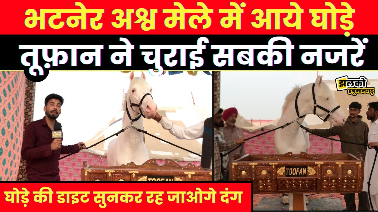 Hanumangarh में भटनेर अश्व मेले में आया तूफ़ान घोड़ा बना आकर्षण का केंद्र - Jhalko Hanumangarh