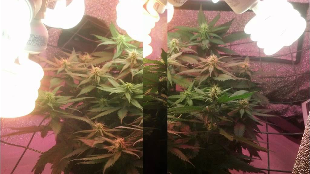WEEK 2 DAY 3 FLOWER (CFL & BLACKSTAR LED GROW)