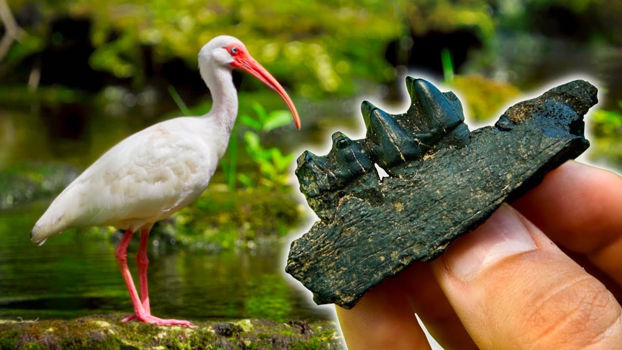 I Discovered Prehistoric TREASURES Underwater in a BEAUTIFUL Florida River FULL of Wildlife!