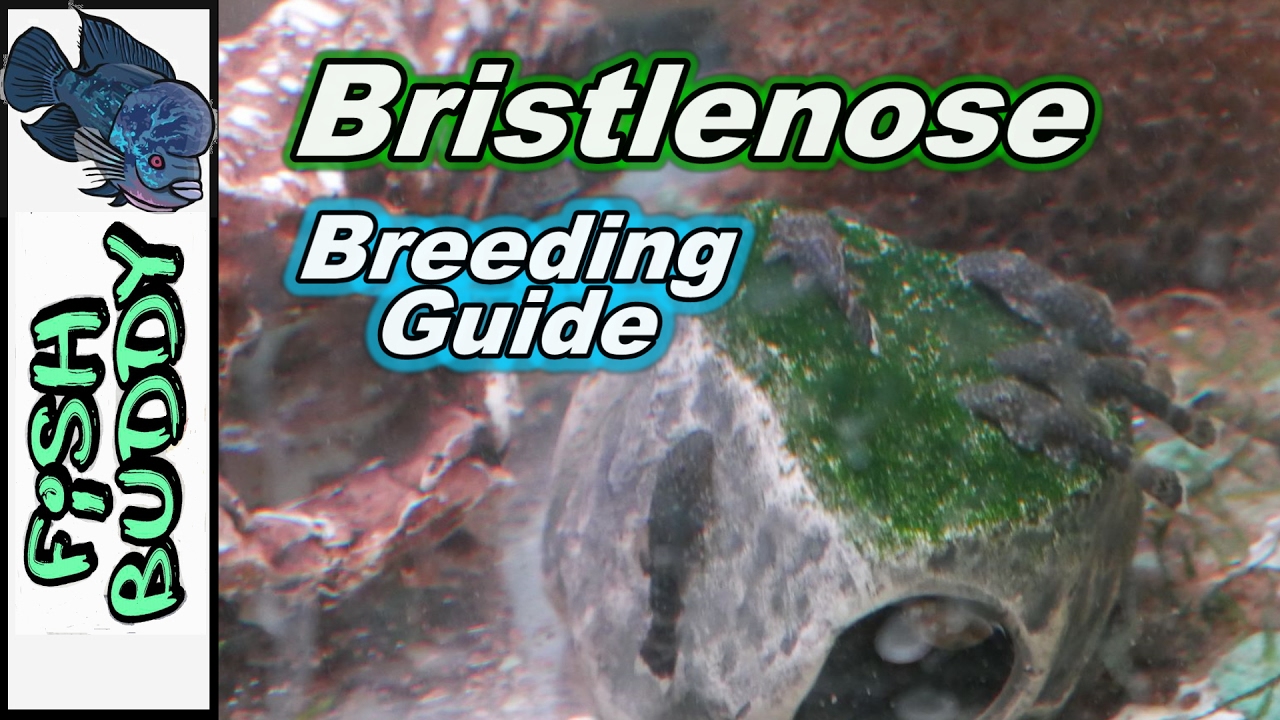 How to Breed Bristlenose Plecos