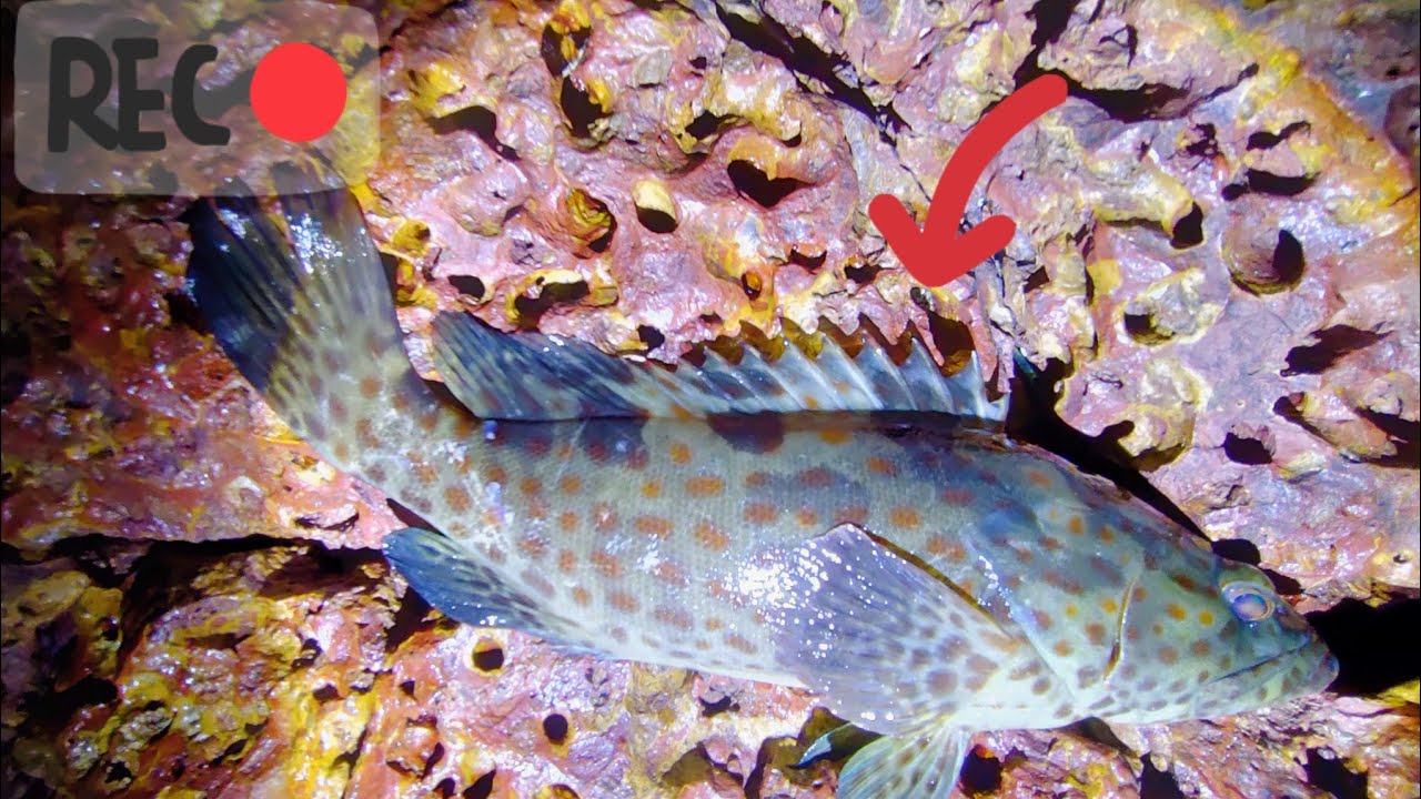 After 2 HOURS of hustle we caught this !!!!