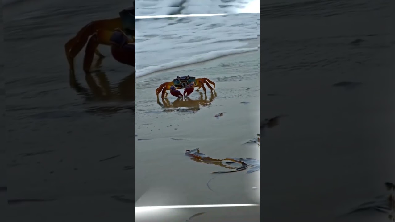 small to big animal transformations! From tiny pets to giant beasts 🐾🔥 