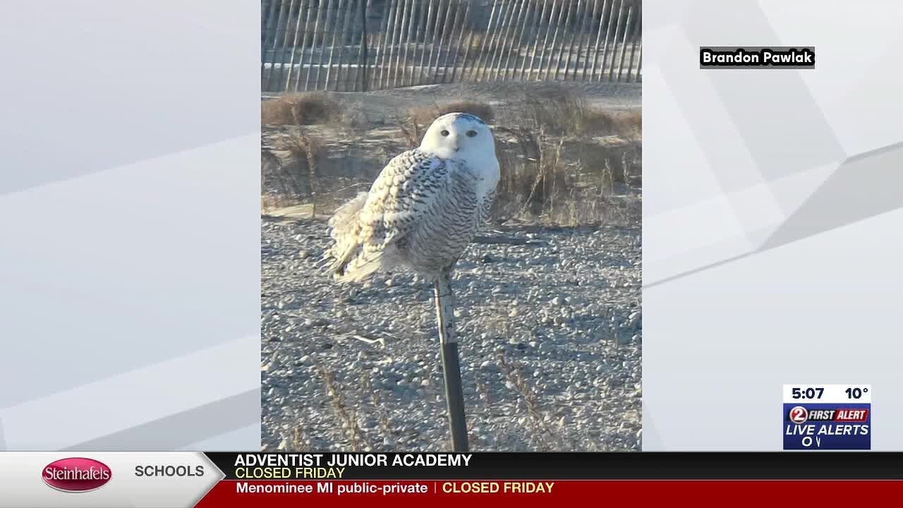 Wisconsinites reporting snowy owl sightings across the state