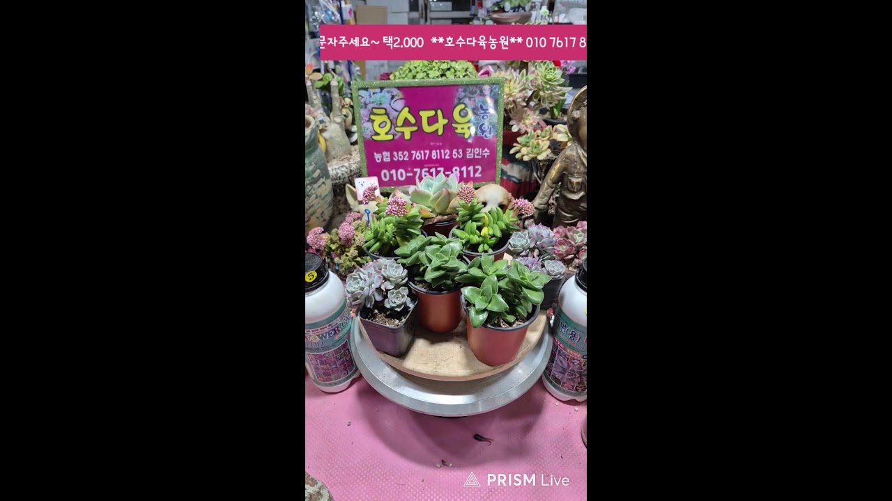 💚 호수다육생활용품💚 2026.03.16 육이랑놀자요~