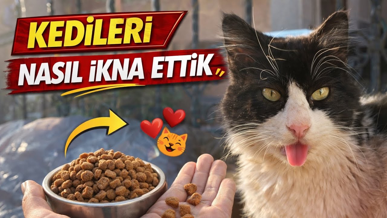 Kedileri nasıl ikna ettim? (11) 