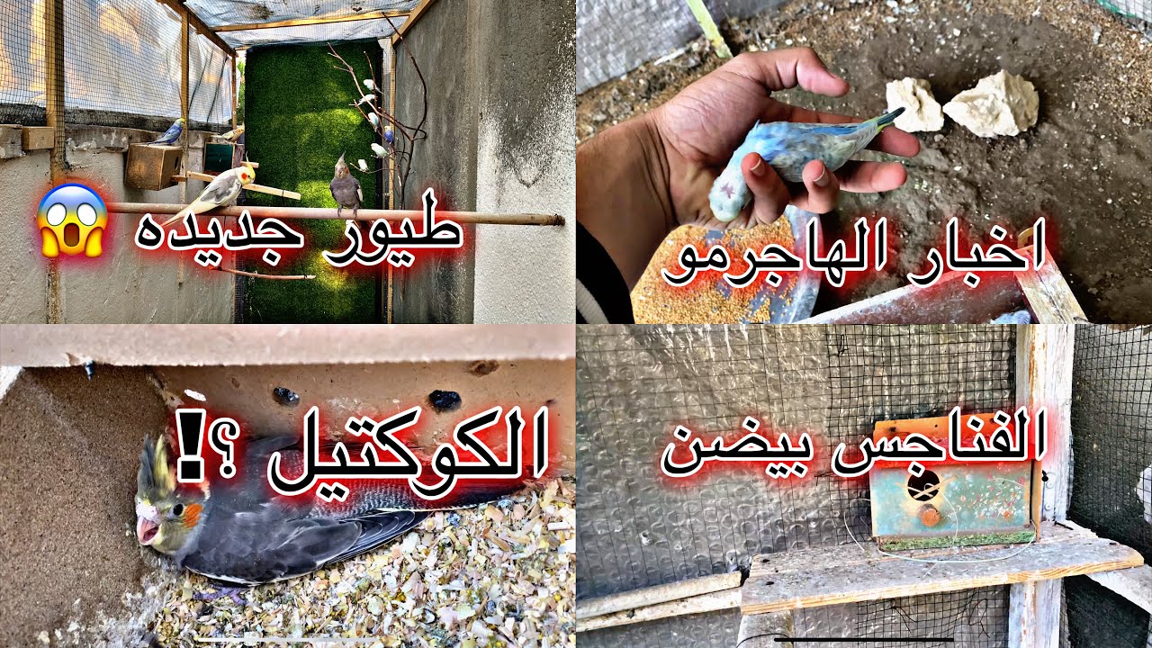 اخيرا الفناجس بلشن يبيضن 🔥 اخبار طيور الحب ؟ الكوكتيل شوكت يبيض !؟😕