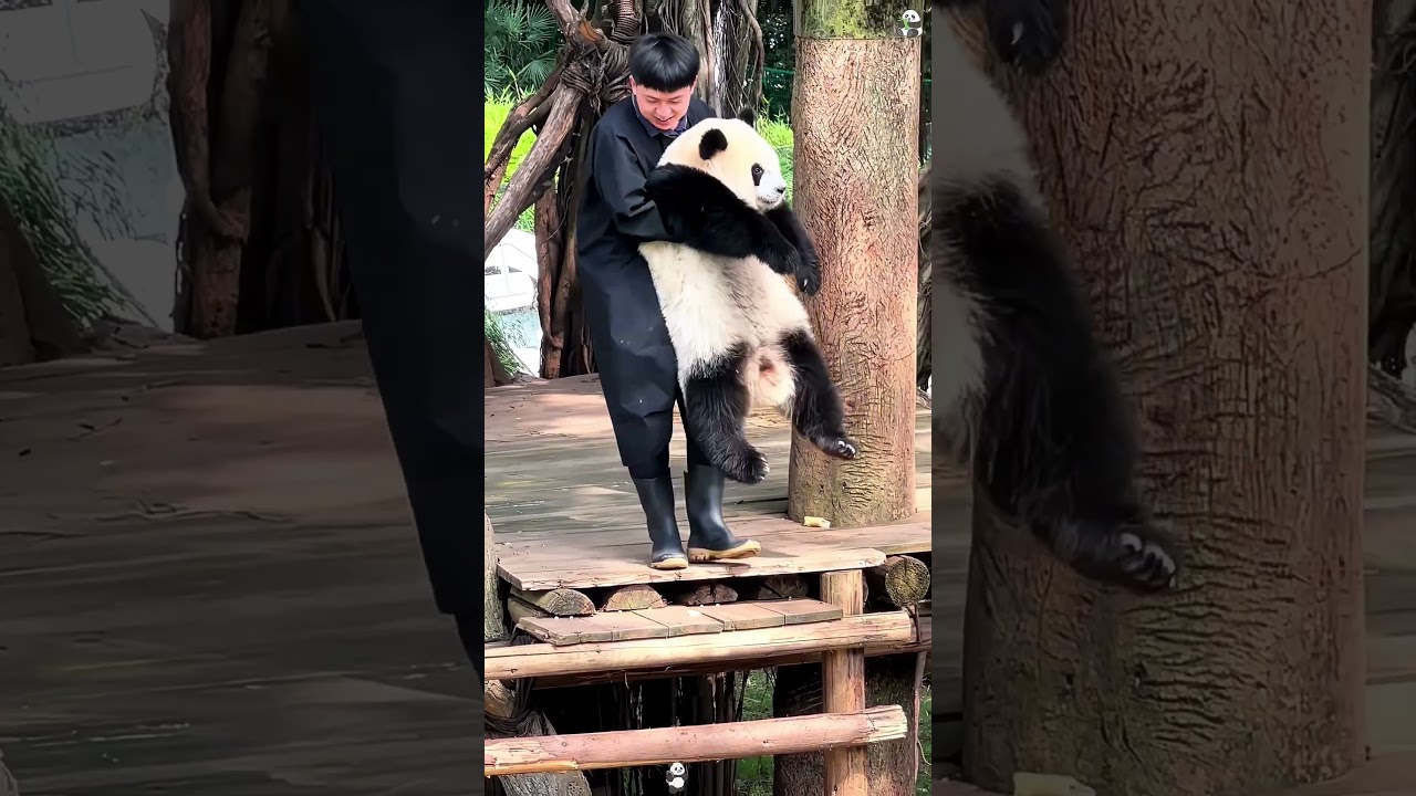 Panda 🐼 so cute #panda #pandalover #pandapuppy #pandababy #kongfupanda