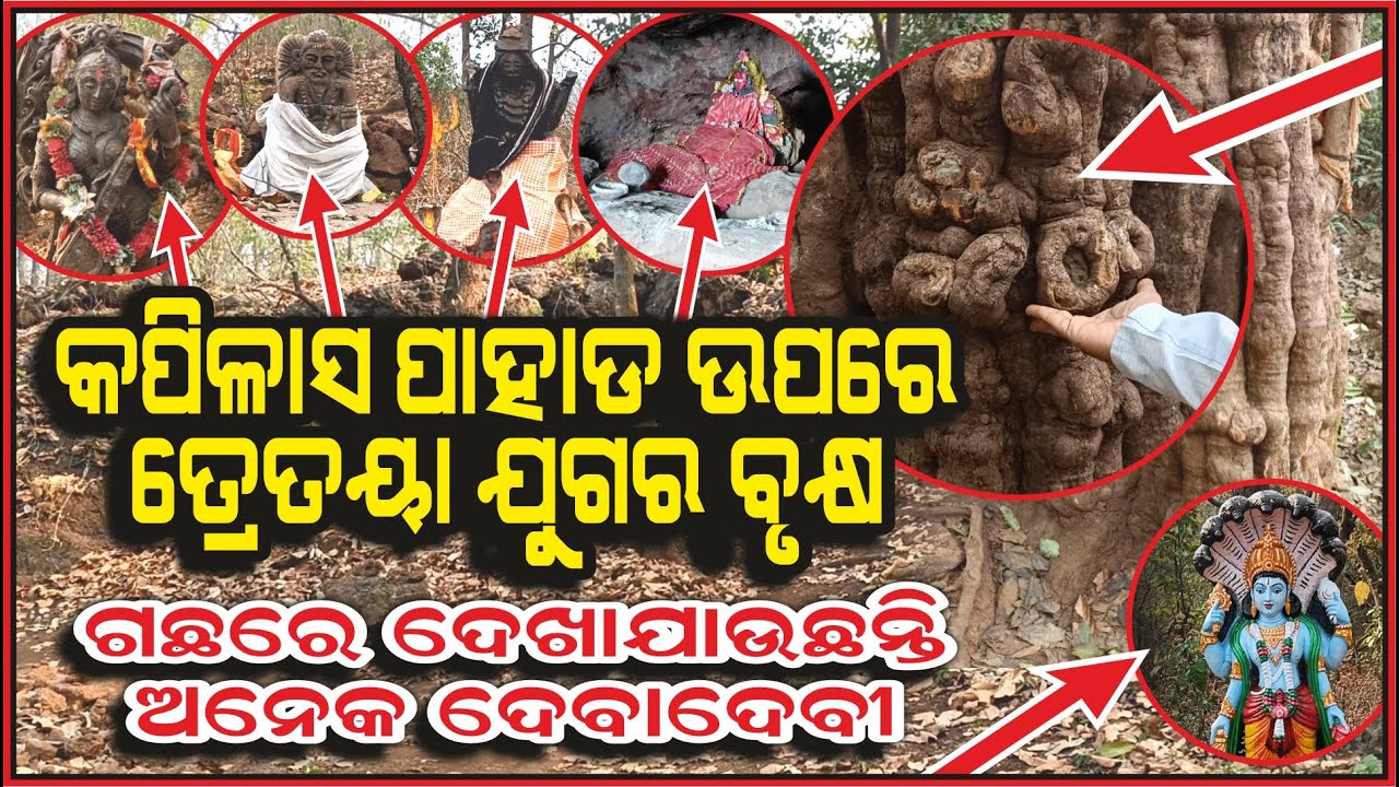ତ୍ରେତୟା ଯୁଗର ବୃକ୍ଷ, ବୃକ୍ଷରେ ଅଛନ୍ତି ଅନେକ ଦେଵାଦେବୀ | Malika Place | Kapilash Hill | @AamaGreatOdisha