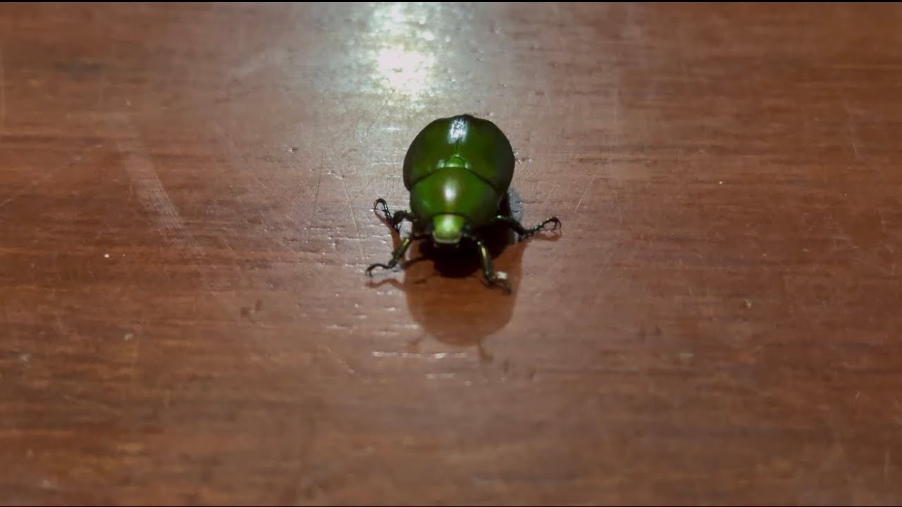 Shiny Green Beetle Close-Up | Amazing Insect Macro Video