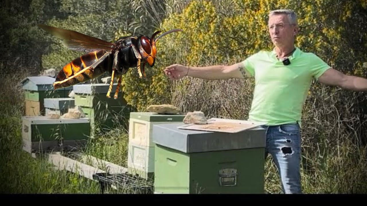 ⚠️🐝 Frelon Asiatique piégeage « Et si nous l’avions plus aidé que Freiné ?⚠️ C’est vous qui voyez !