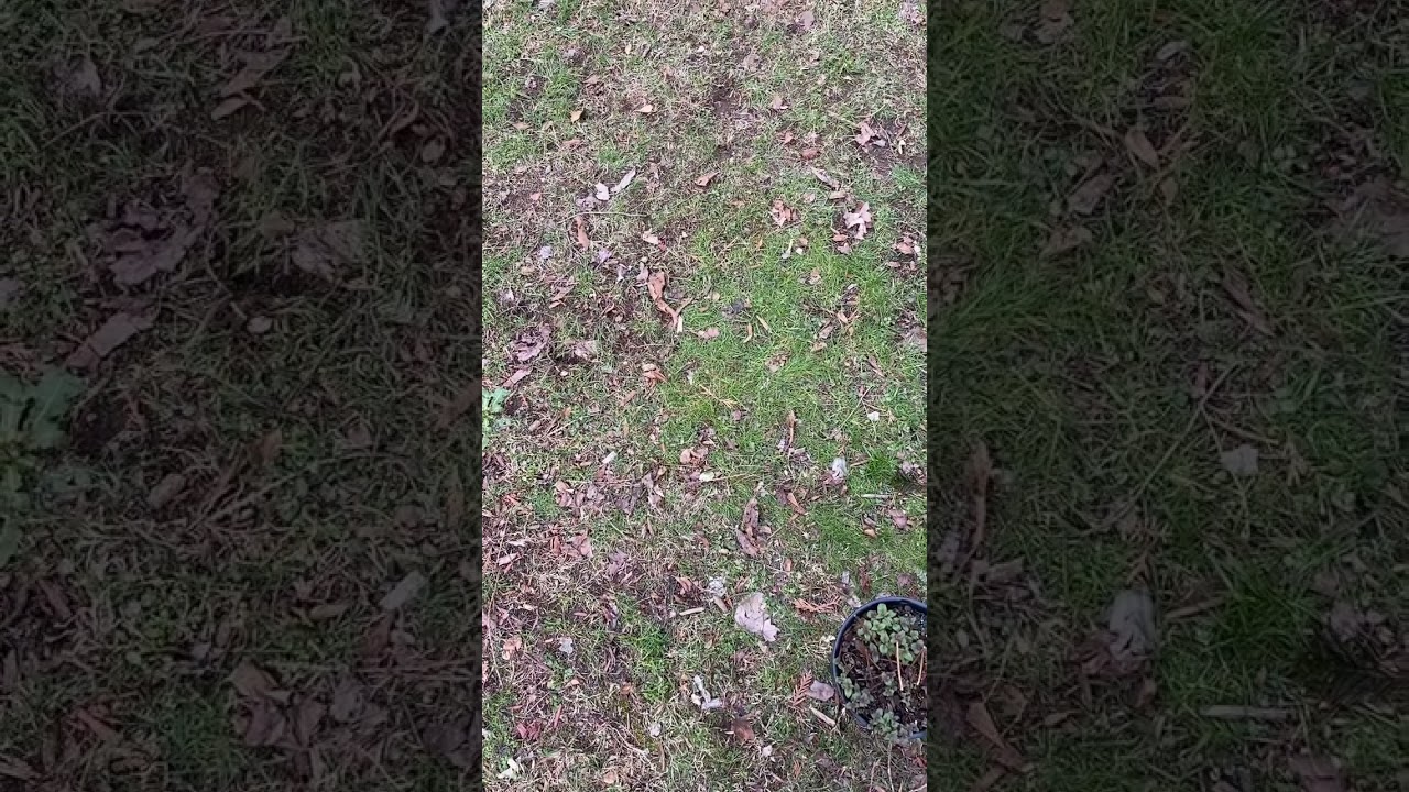 Building a hummingbird garden￼