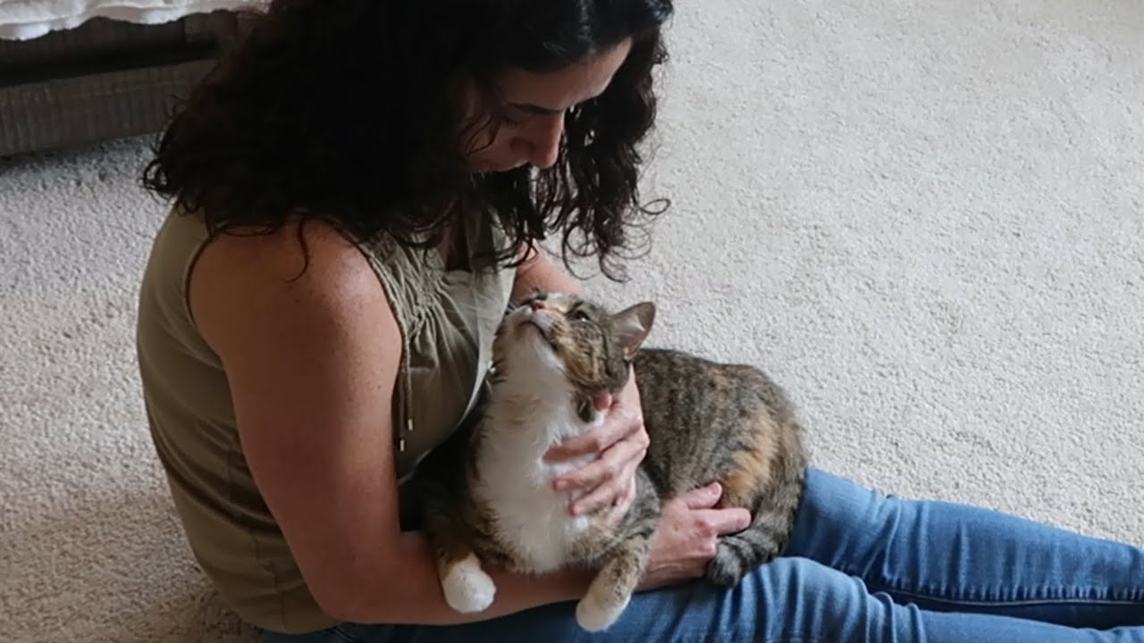 Super affectionate cat getting cuddles