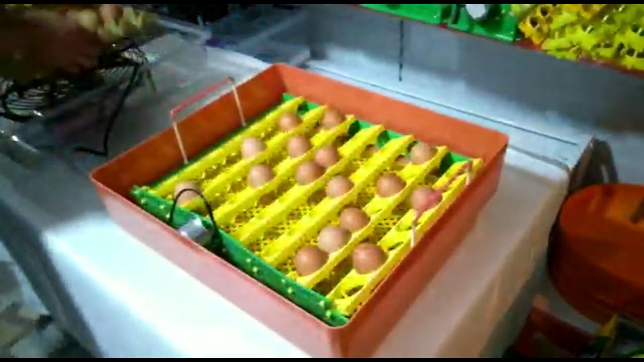 KULUÇKA MAKİNASI VGS 50 TANITIM