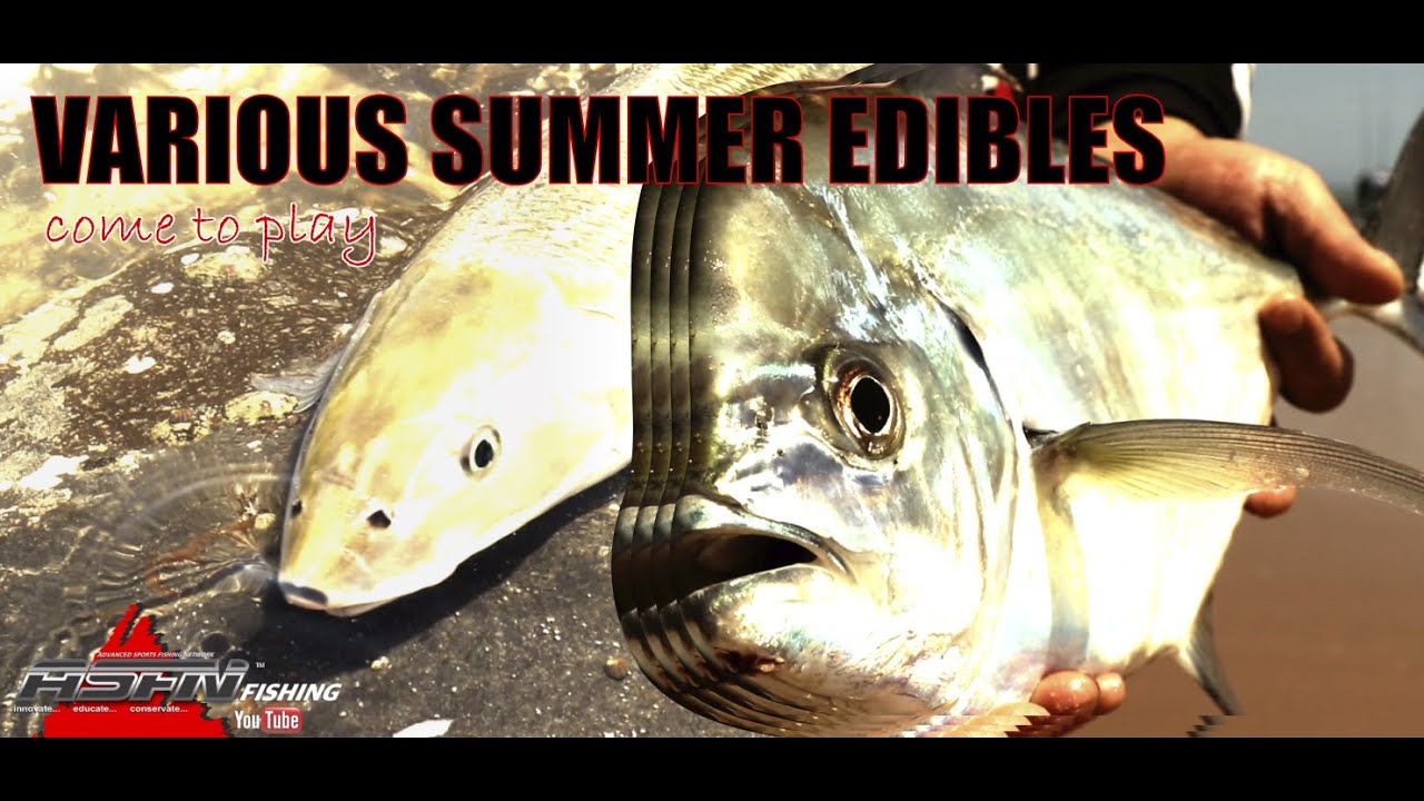 Various Summer Edibles Come To Play | ASFN Rock & Surf
