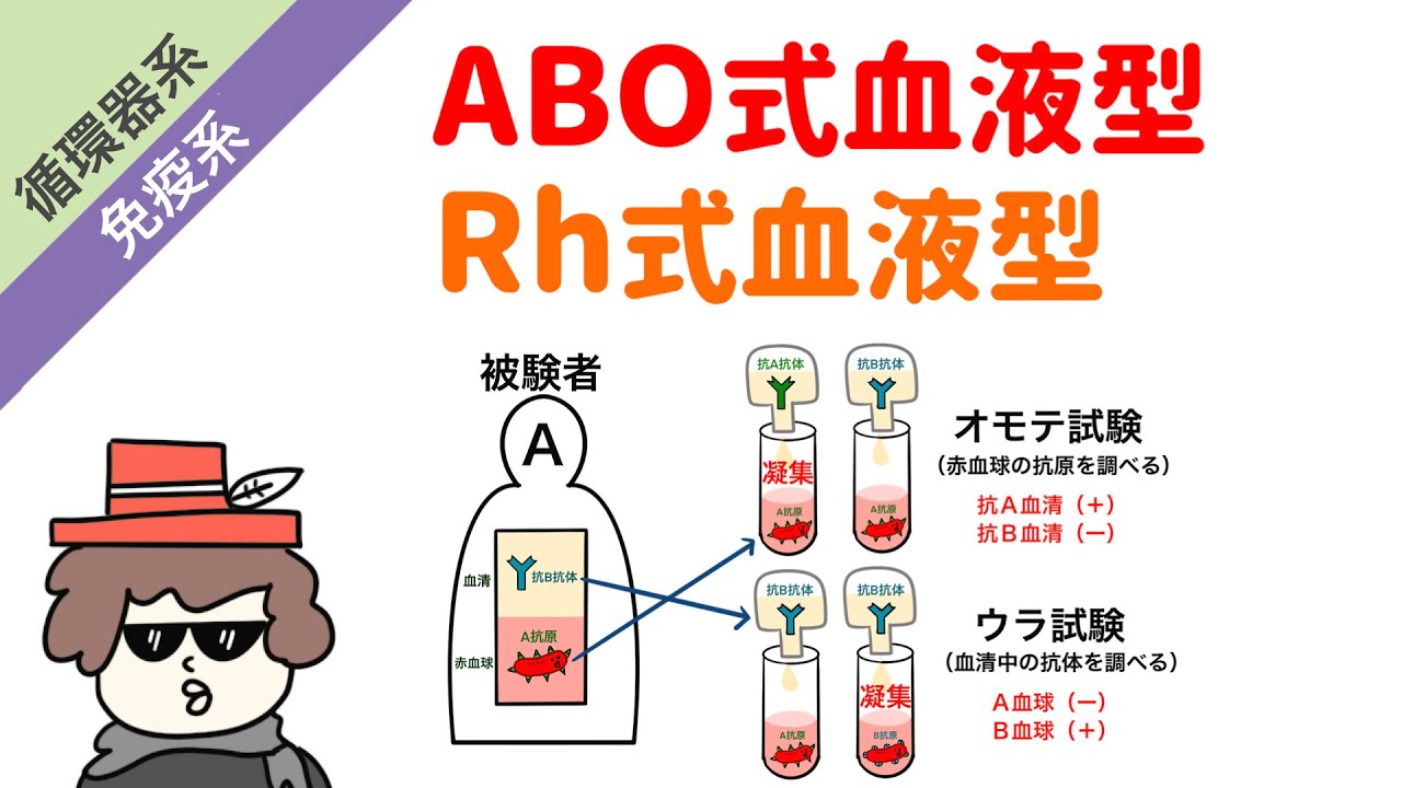 ABO血液型とRh血液型をイラストで解説