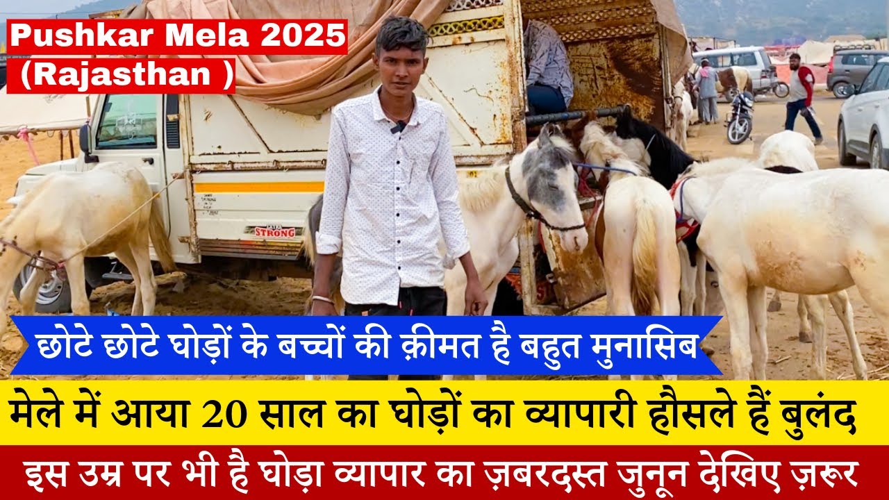 मेले में आया गुजरात से 20 साल का नौजवान व्यापारी घोड़ों के बच्चों को लेकर Pushkar Mela 2025