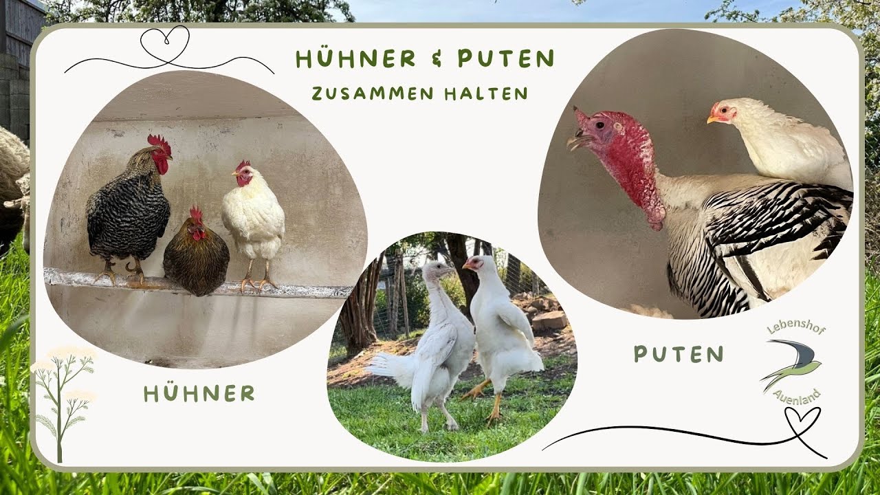 Hühner & Puten - Hähne & Puter gemeinsam halten