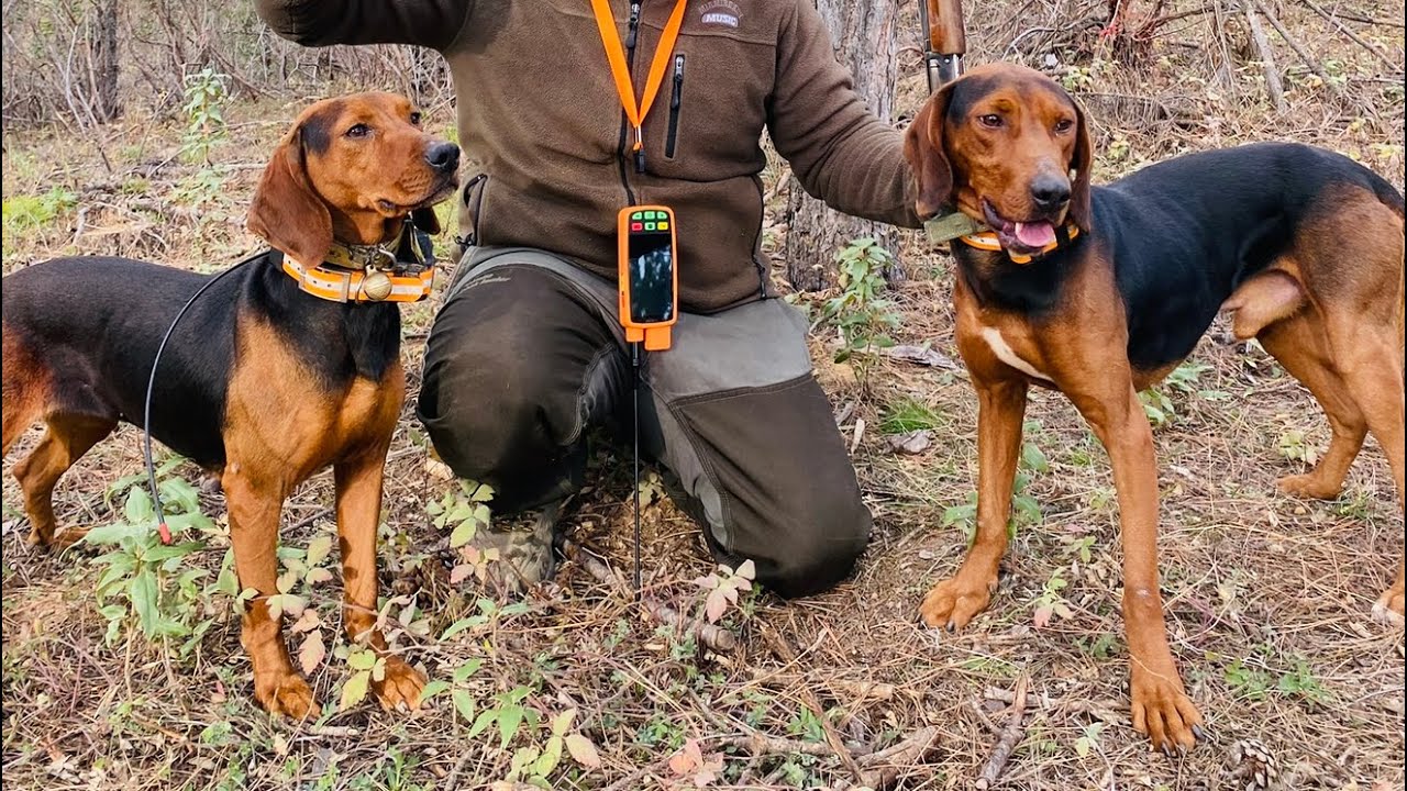 SESE DOYDUĞUMUZ AVLARDAN RASTGELSİN #hunting  #tavşanavı  #rabbit  #hare  #harehunting  #tavsan 