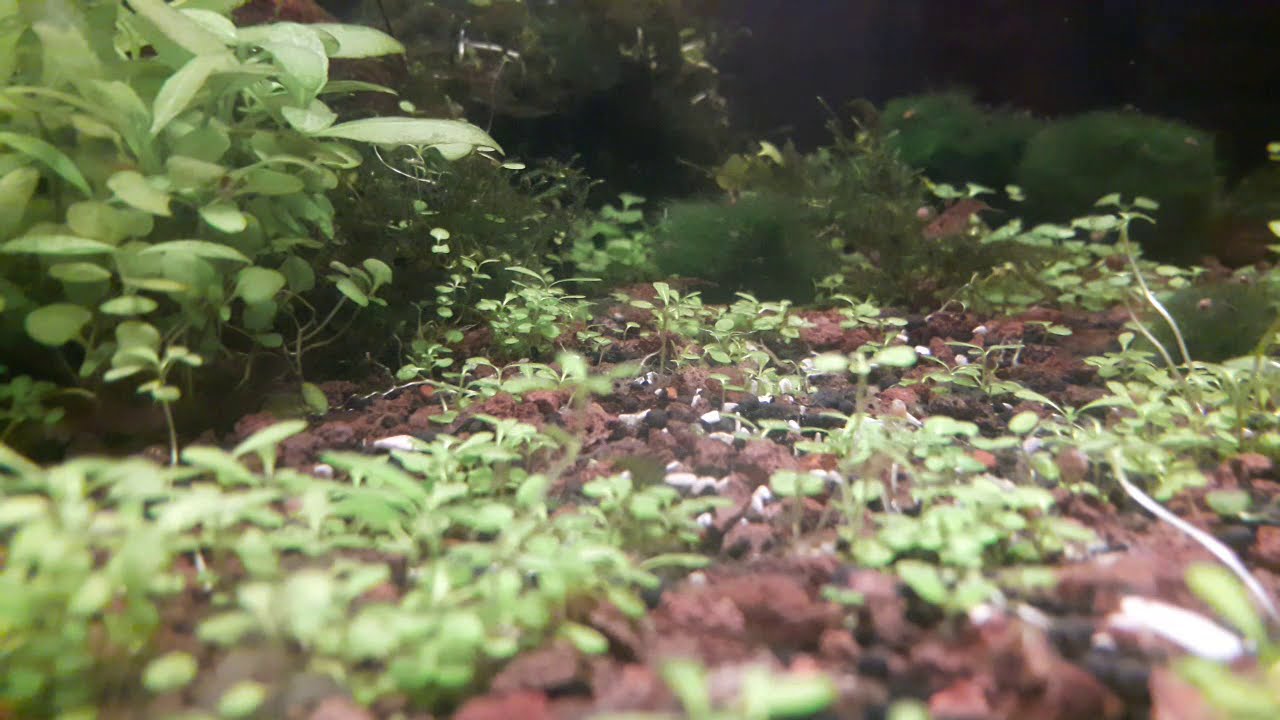 red chery shrimp aquarium.kırmızı kiraz karides ve akvaryumu