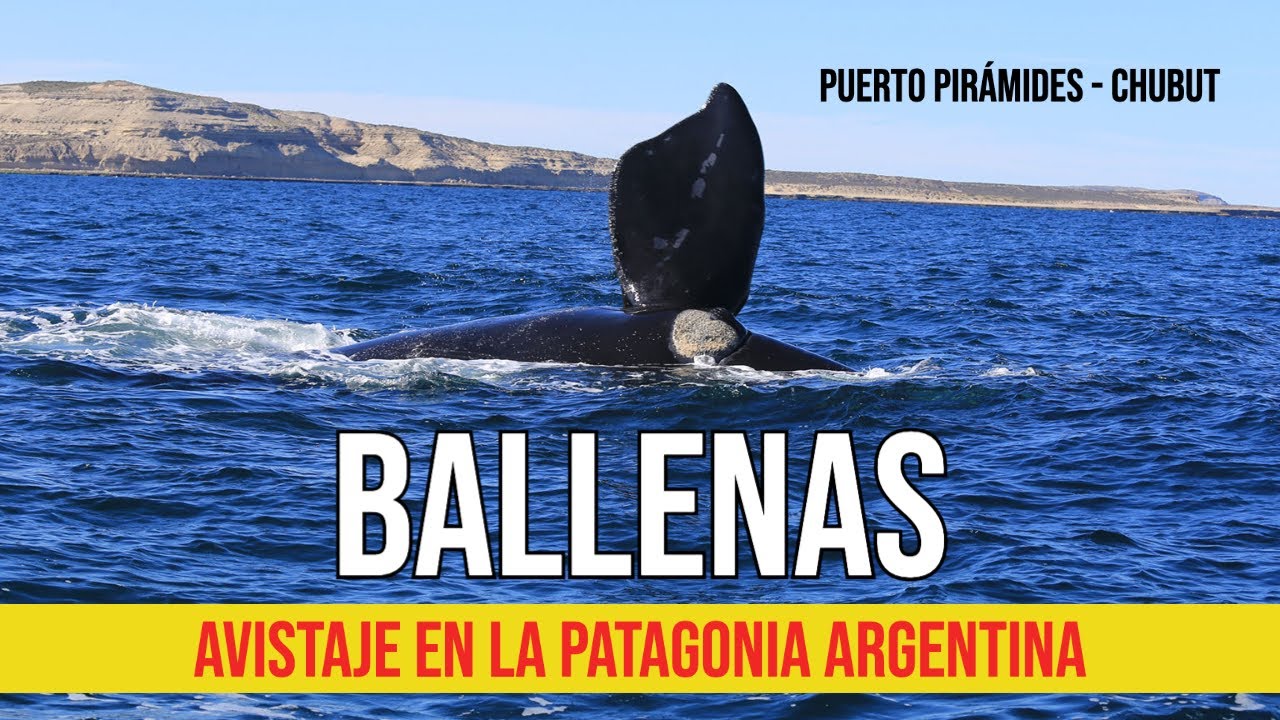 🐋 Ballenas: asi se ven en la Patagonia Argentina 🇦🇷