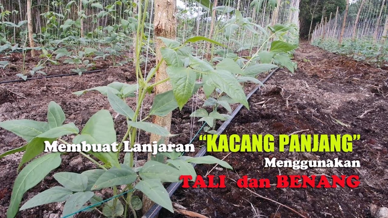 Cara Membuat Lanjaran KACANG PANJANG Menggunakan TALI dan BENANG