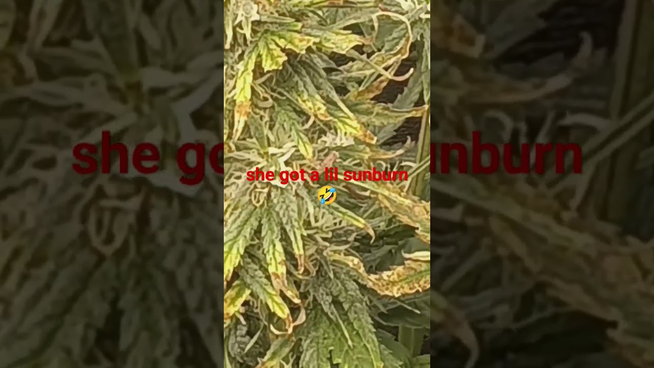 PH issues major consequences #Viparspecta #autoflowering #420 #cannabisdaily  StrawberryCookiesAuto