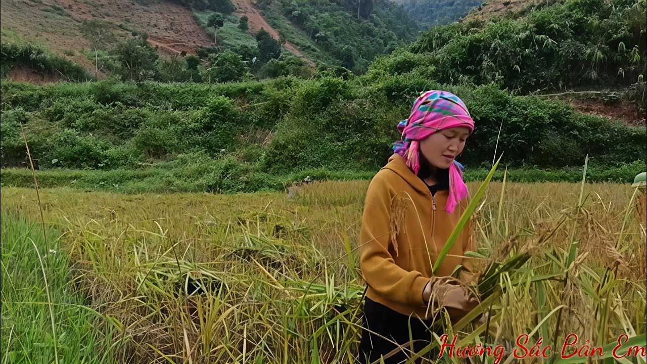From a grain of rice to a bowl of sticky rice, Bamboo-cooked rice.