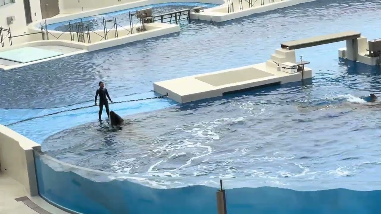 KOBE SUMA SEAWORLD @Kobe_SumaSea  #orca #suma #japan 