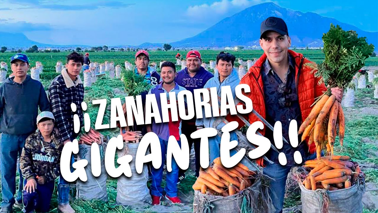 Un MILLÓN 200 mil semillas por hectárea | Cosechamos 100 toneladas por hectárea